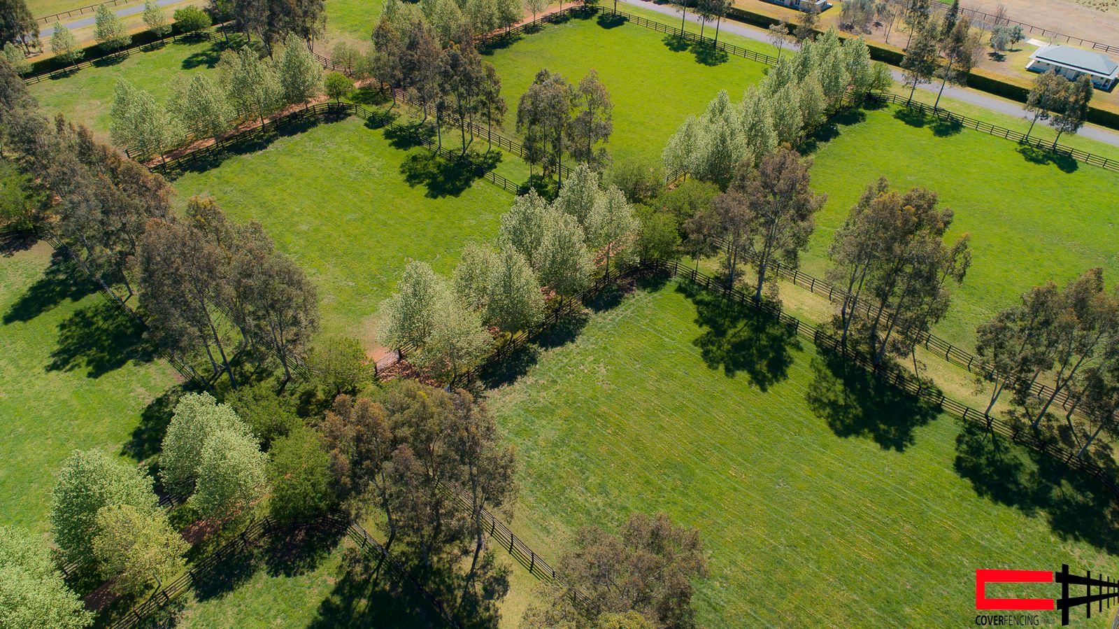 Aerial view of a poplar-lined fence line through a paddock