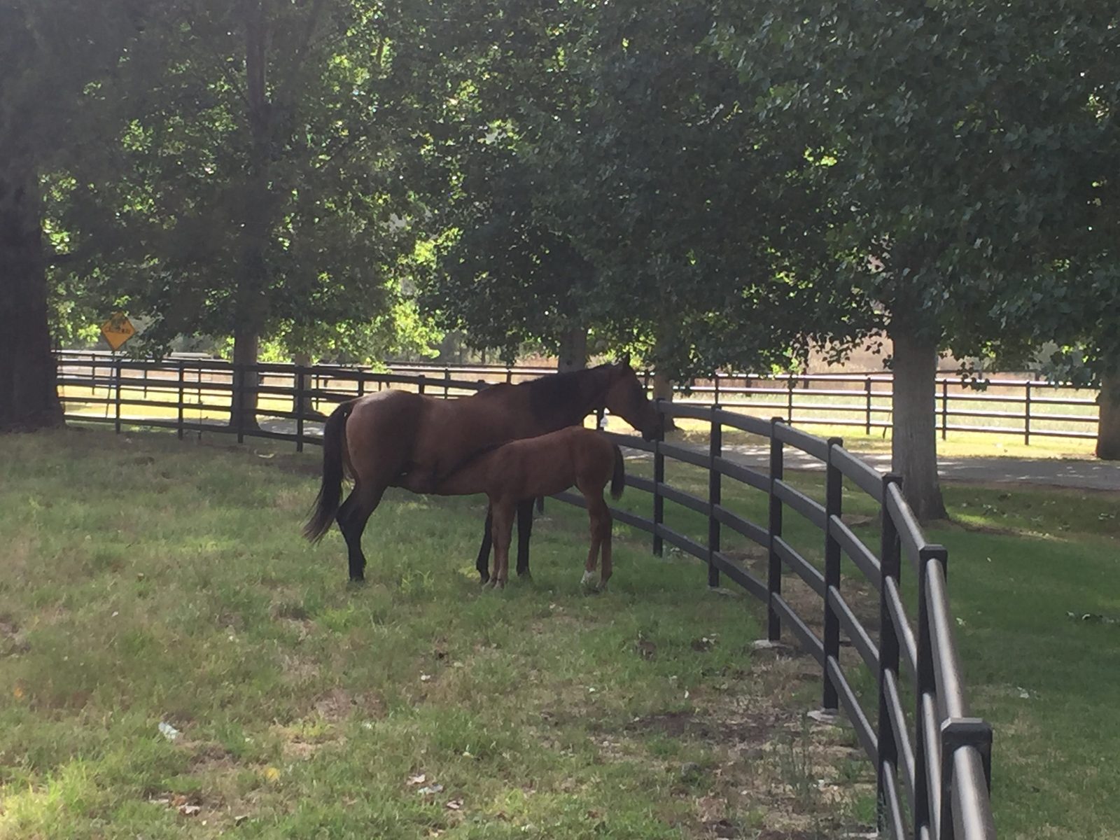 Mare and foal beside a curved composite rail fence at Widden Stud