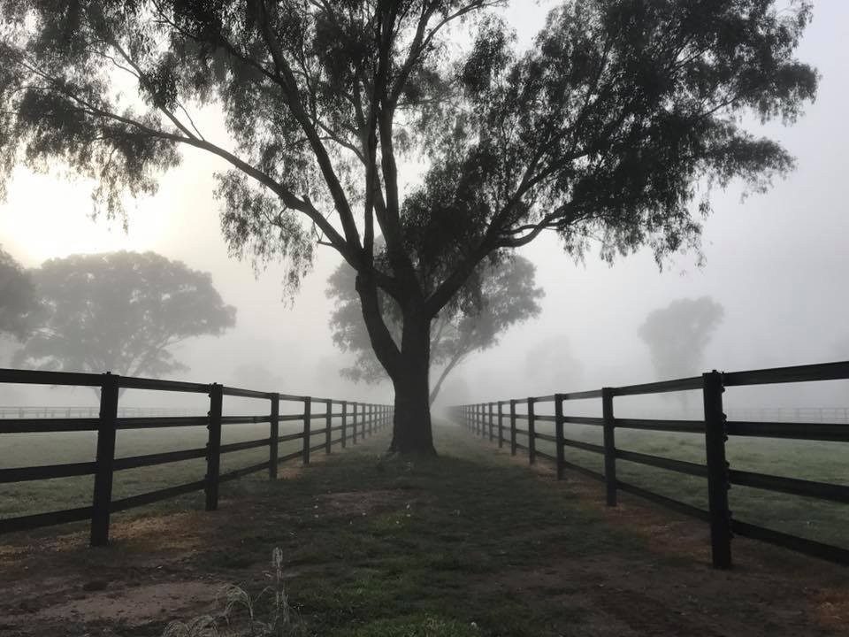 Foggy winter morning along post-and-rail fencing at Widden Stud's stallion yards