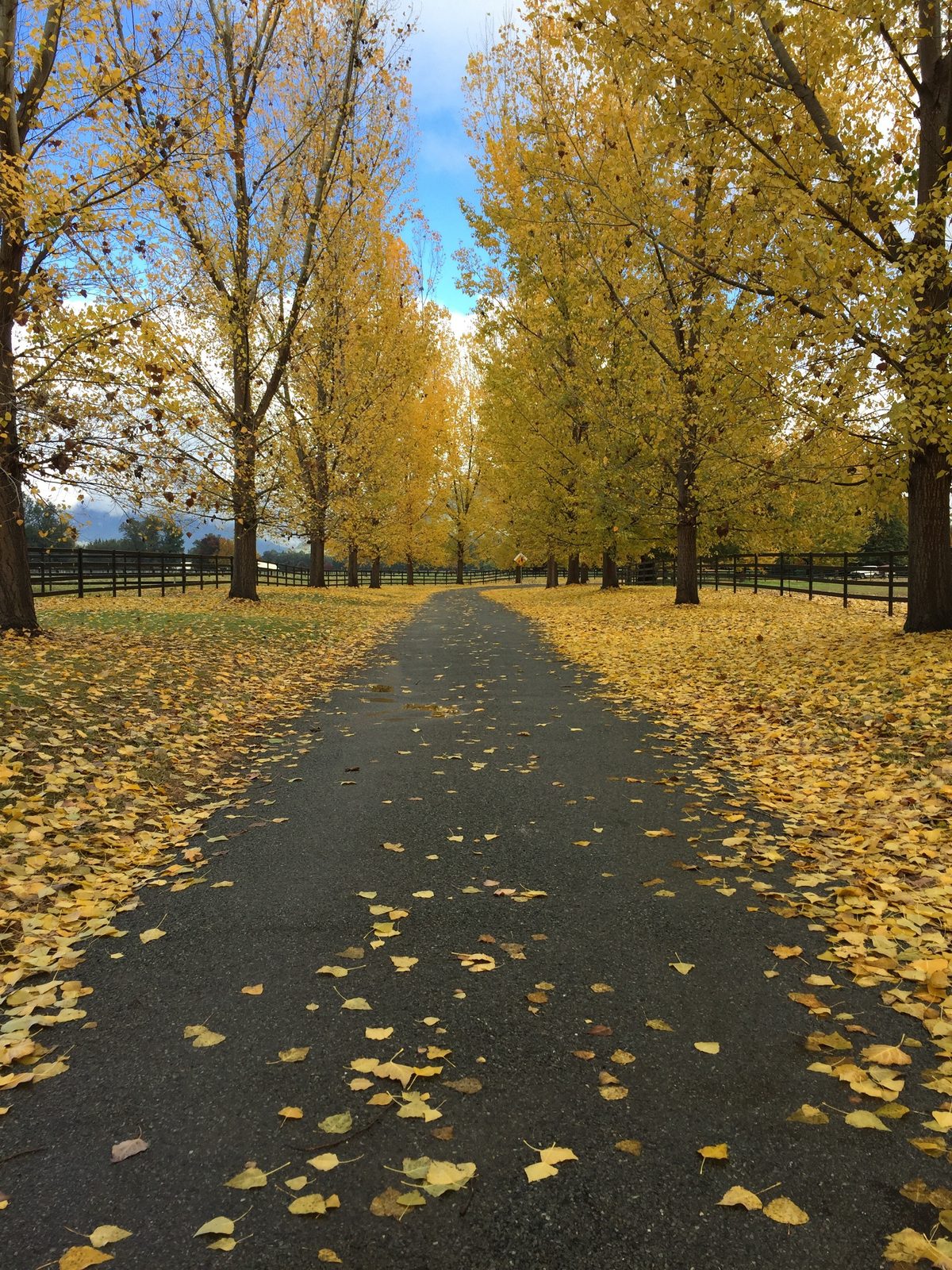 Autumn driveway lined with post-and-rail fencing at Widden Stud